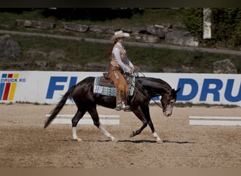 American Quarter Horse, Mare, 5 years, 14,3 hh, Black