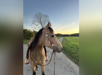 American Quarter Horse, Mare, 5 years, 14,3 hh, Buckskin