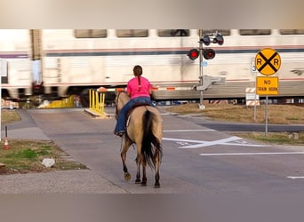 American Quarter Horse, Mare, 5 years, 14,3 hh, Buckskin