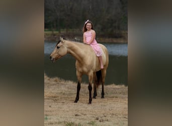 American Quarter Horse, Mare, 5 years, 14,3 hh, Buckskin