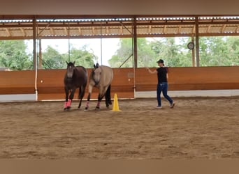 American Quarter Horse, Mare, 5 years, 14,3 hh, Buckskin