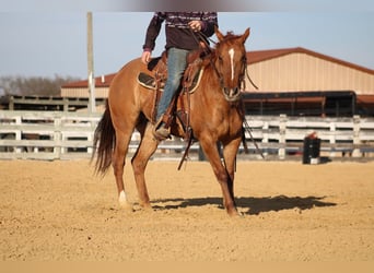 American Quarter Horse, Mare, 5 years, 14,3 hh, Dun