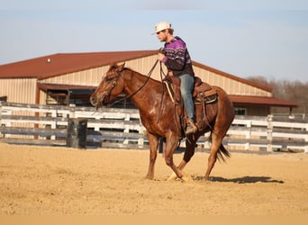 American Quarter Horse, Mare, 5 years, 14,3 hh, Dun