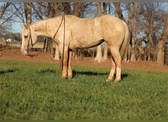American Quarter Horse, Mare, 5 years, 14,3 hh, Palomino