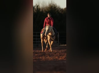 American Quarter Horse, Mare, 5 years, 14,3 hh, Palomino
