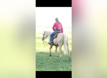 American Quarter Horse, Mare, 5 years, 14,3 hh, Palomino