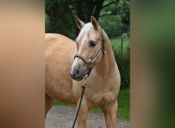 American Quarter Horse, Mare, 5 years, 14,3 hh, Palomino