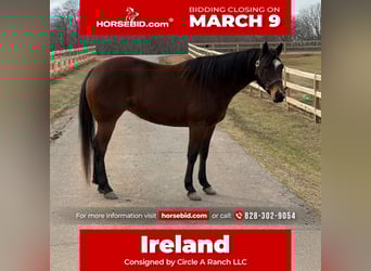 American Quarter Horse, Mare, 5 years, 15.1 hh, Bay