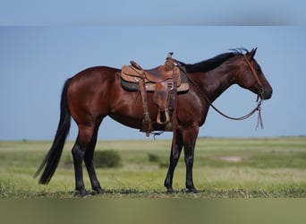 American Quarter Horse, Mare, 5 years, 15.1 hh, Bay
