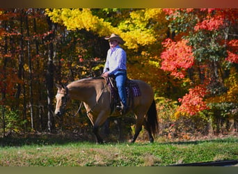 American Quarter Horse, Mare, 5 years, 15,1 hh, Buckskin