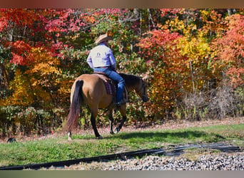 American Quarter Horse, Mare, 5 years, 15,1 hh, Buckskin