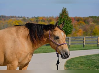 American Quarter Horse, Mare, 5 years, 15,1 hh, Buckskin