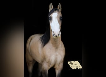 American Quarter Horse, Mare, 5 years, 15,1 hh, Buckskin