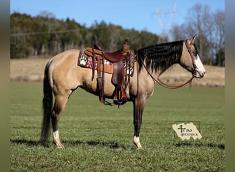 American Quarter Horse, Mare, 5 years, 15,1 hh, Buckskin