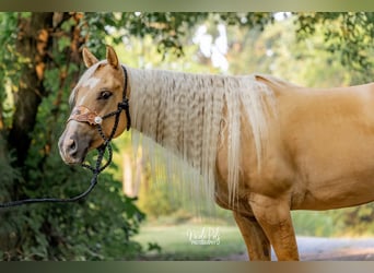 American Quarter Horse, Mare, 5 years, 15.1 hh, Palomino
