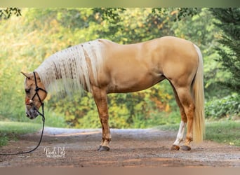 American Quarter Horse, Mare, 5 years, 15.1 hh, Palomino