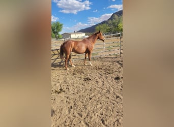 American Quarter Horse, Mare, 5 years, 15.1 hh, Sorrel