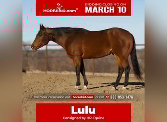 American Quarter Horse, Mare, 5 years, 15.2 hh, Bay