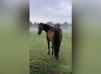 American Quarter Horse, Mare, 5 years, 15,2 hh, Buckskin