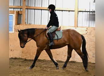 American Quarter Horse, Mare, 5 years, 15.2 hh, Dun