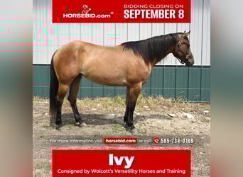 American Quarter Horse, Mare, 5 years, 15.2 hh, Dun