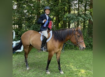 American Quarter Horse, Mare, 5 years, 15.2 hh, Dun