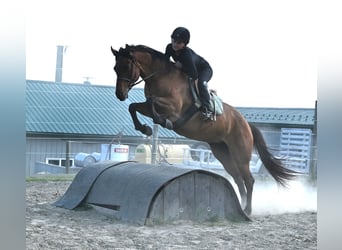 American Quarter Horse, Mare, 5 years, 15.2 hh, Dun