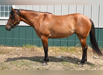 American Quarter Horse, Mare, 5 years, 15.2 hh, Dun