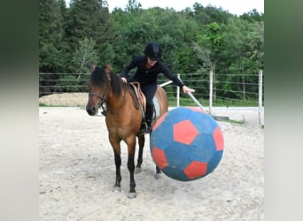 American Quarter Horse, Mare, 5 years, 15.2 hh, Dun