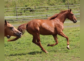 American Quarter Horse Mix, Mare, 5 years, 15.3 hh, Chestnut-Red