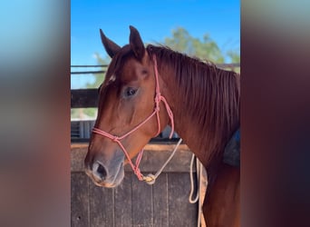 American Quarter Horse Mix, Mare, 5 years, 15.3 hh, Chestnut-Red