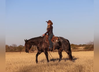 American Quarter Horse, Mare, 5 years, 15.3 hh, Roan-Blue