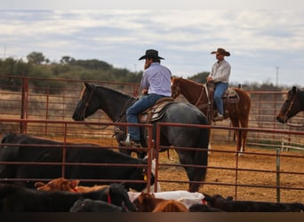 American Quarter Horse, Mare, 5 years, 15.3 hh, Roan-Blue