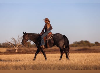 American Quarter Horse, Mare, 5 years, 15.3 hh, Roan-Blue