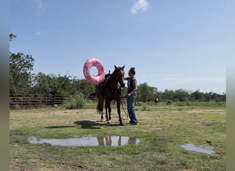American Quarter Horse, Mare, 5 years, 15 hh, Bay