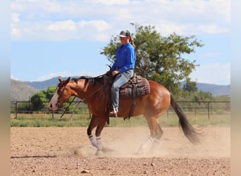 American Quarter Horse, Mare, 5 years, 15 hh, Bay