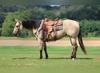 American Quarter Horse, Mare, 5 years, 15 hh, Buckskin