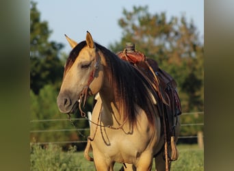 American Quarter Horse, Mare, 5 years, 15 hh, Buckskin