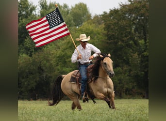 American Quarter Horse, Mare, 5 years, 15 hh, Buckskin