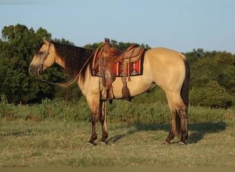 American Quarter Horse, Mare, 5 years, 15 hh, Buckskin