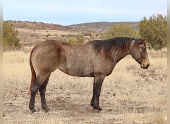 American Quarter Horse, Mare, 5 years, 15 hh, Buckskin