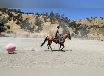 American Quarter Horse, Mare, 5 years, 15 hh, Buckskin