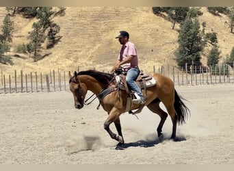American Quarter Horse, Mare, 5 years, 15 hh, Buckskin