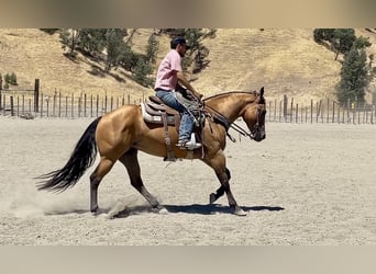 American Quarter Horse, Mare, 5 years, 15 hh, Buckskin