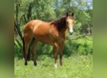American Quarter Horse, Mare, 5 years, 15 hh, Buckskin