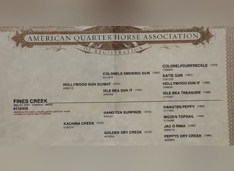 American Quarter Horse, Mare, 5 years, 15 hh, Chestnut-Red