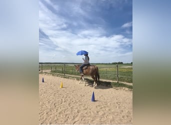 American Quarter Horse, Mare, 5 years, 15 hh, Chestnut-Red