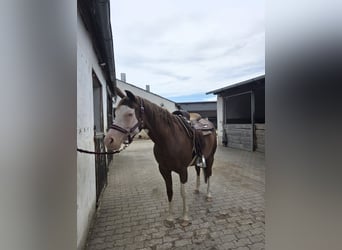 American Quarter Horse, Mare, 5 years, 15 hh, Chestnut-Red