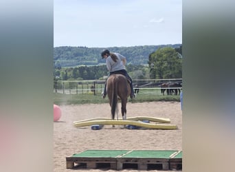 American Quarter Horse, Mare, 5 years, 15 hh, Chestnut-Red