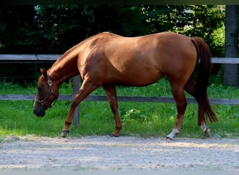 American Quarter Horse, Mare, 5 years, 15 hh, Chestnut-Red